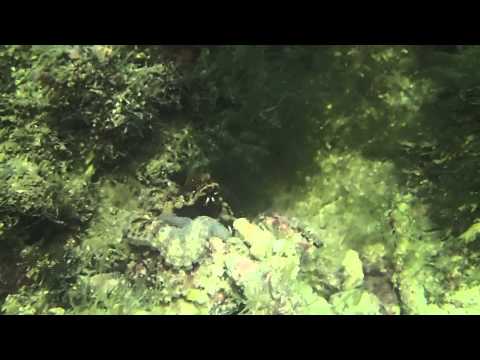 Reef Octopus