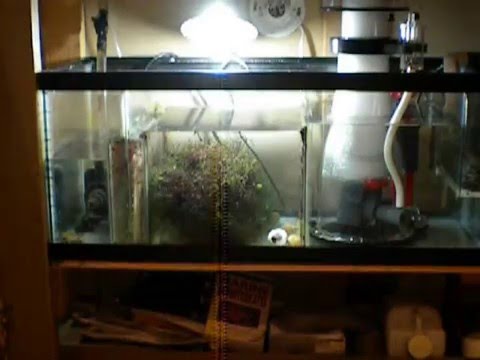 Reef Octopus 152S Protein Skimmer setup and install Part 2