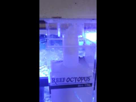 Reef Octopus BH-100 Protein Skimmer Problems Day 2