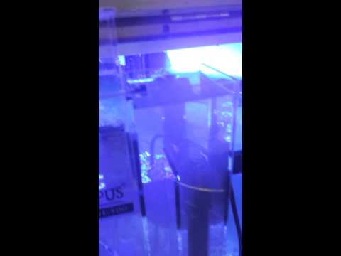 Reef Octopus BH-100 Protein Skimmer Problems Day 3