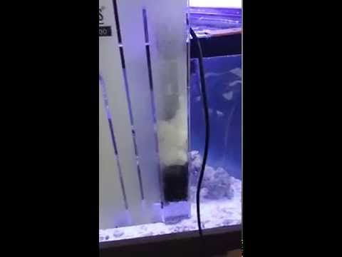 Reef Octopus BH-100 Protein Skimmer Problems Day 4