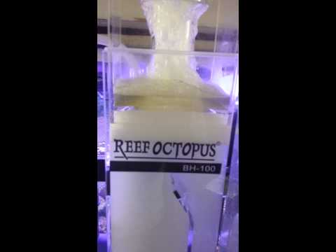 Reef Octopus BH-100 Protein Skimmer Problems Day 6