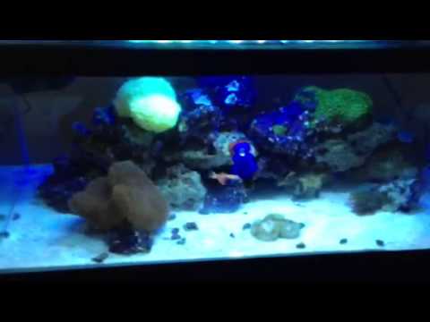 Reef Octopus BH 100 Protein Skimmer review