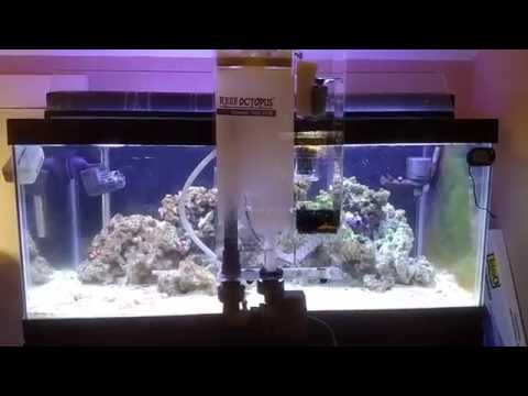Reef octopus BH 1000 and FOWLR 40 breeder tank