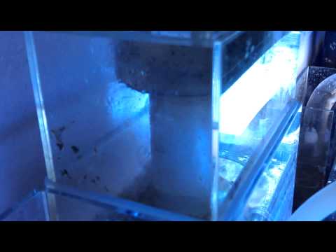 Reef Octopus BH-1000 Saltwater Reef Aquarium