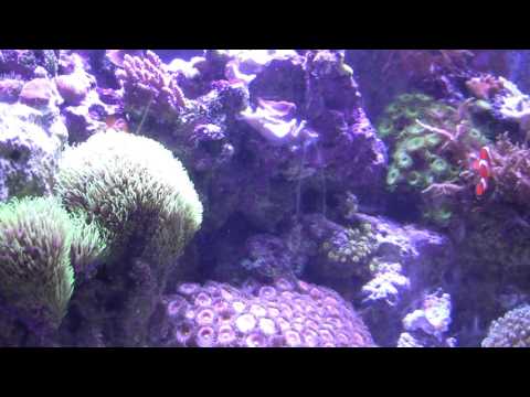 Reef Octopus BH1000 HOB Skimmer