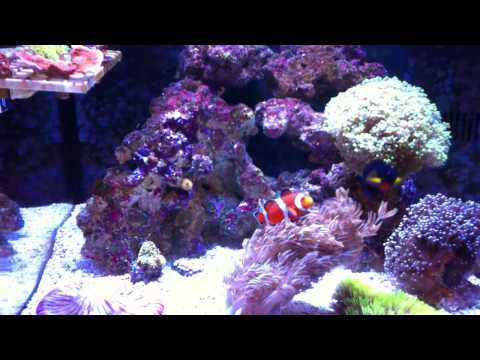 Reef Octopus BR-70
