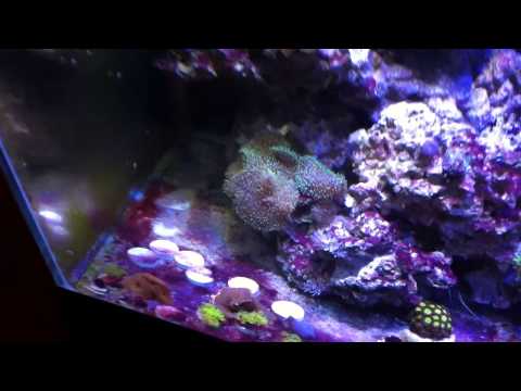 Reef Octopus Classic 1000 Review + Update