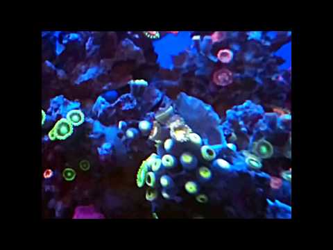 Reef Octopus Classic BH1000 Hang-On-Back Protein Skimmer in action  ?????????