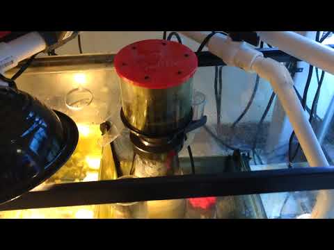 Reef octopus coral vue protein skimmer on reef tank