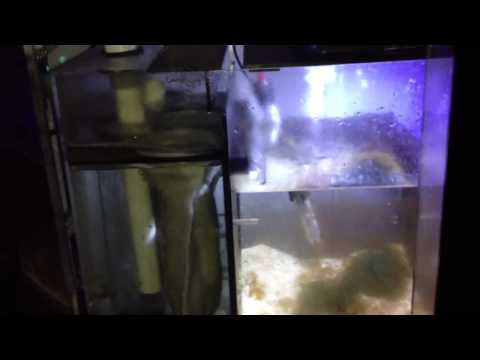 Reef Octopus Diablo 2500 Protein Skimmer Mod