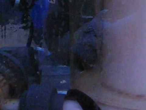 Reef Octopus DNWB 200 Recirculating Protein Skimmer with Bubble Blaster HY-3000