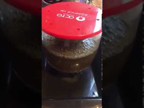 Reef Octopus Essence 130 Day 2
