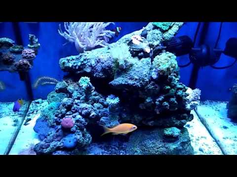 Reef octopus HOB BH1000 update