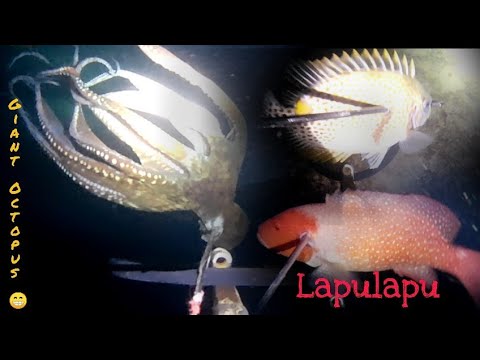 Reef Octopus & Lapulapu||Island Spearfishing