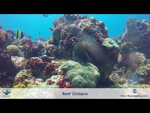 Reef Octopus – Maldives