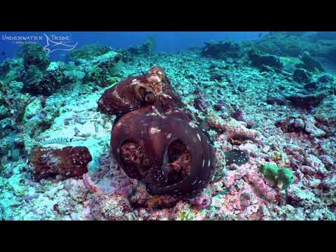 Reef Octopus Net Feeding