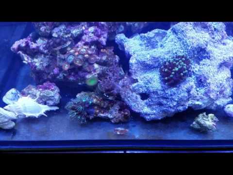 Reef Octopus NS-80 Kessil A80 Update