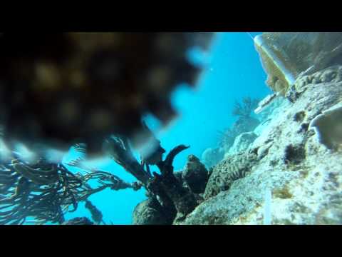 Reef octopus opens and steals my GoPro camera