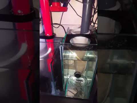 reef octopus protein skimmer 110 sss and return pump in sump