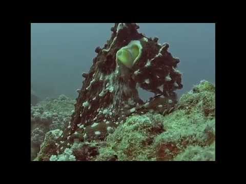 Reef Octopus Rendezvous, Grand Baie, Mauritius