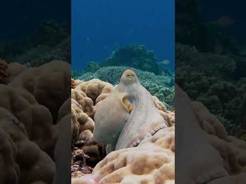 Reef octopus #shorts #viralshorts #octopus