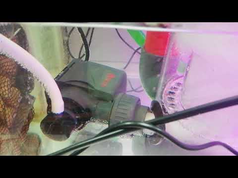 Reef Octopus skimmer 200 int – Started skimming immediately after installation!