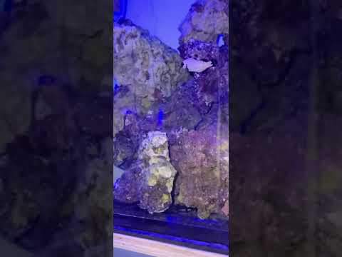 reef octopus skimmer 220 gallon saltwater tank