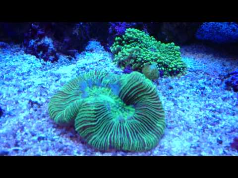 Reef Octopus T90 luxury