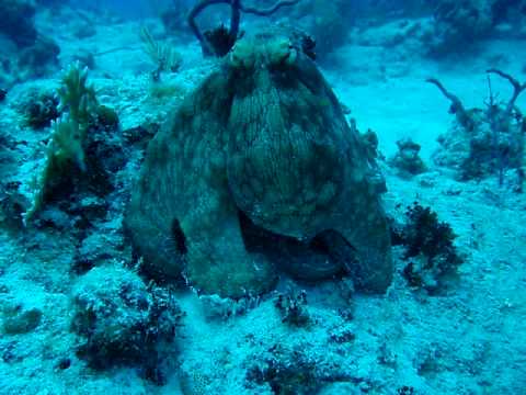 Reef Octopus Turks and Caicos
