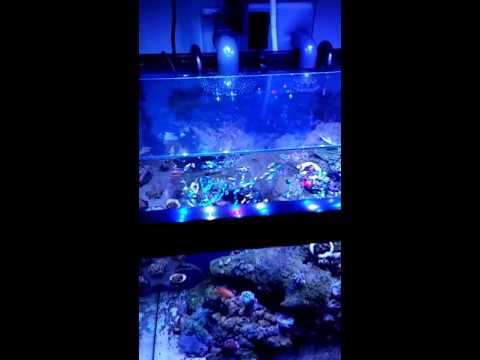 Reef octopus update