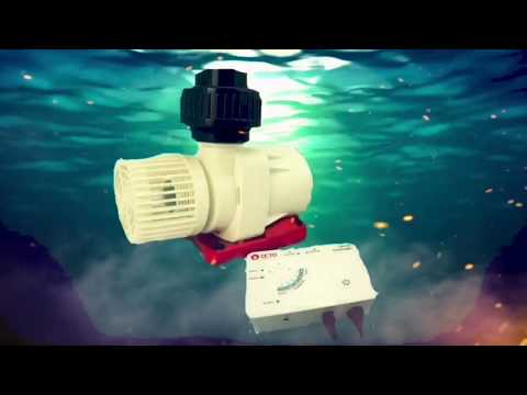 Reef octopus varios 4