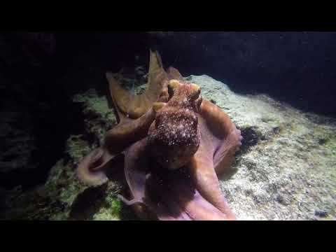 Reef Octopus