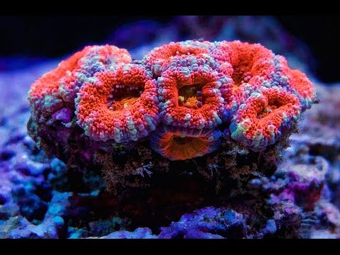 Reef Tank 120G Stunning Mixed Reef Kessil A360WE