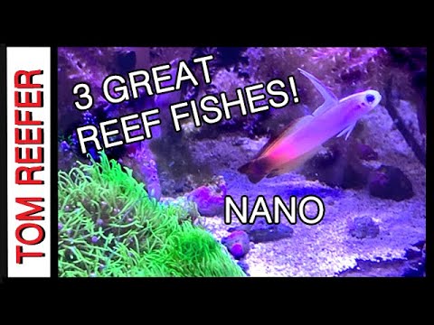 Reef Tank – 3 Great Reef Fishes (FOR 20 GALLON TANKS)