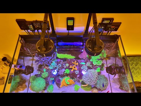 Reef Tank Lighting – My Kessil schedule.