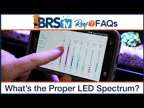 Reef tank lighting schedule – What is the ideal spectrum program for your LED lights? | Reef FAQs
