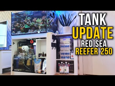 Reef Tank – Red Sea Reefer 250 Tank Update – ION Director – New Coral food – Algae Issues