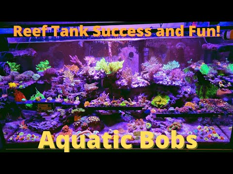Reef tank success – Here are a few helpful thoughts with recorded evidence