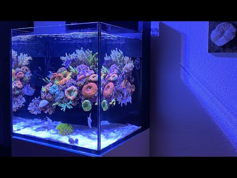 REEF TANK TOURS – BEST NANO IN EUROPE ? – Red Sea Reefer Nano Max #meerwasseraquarium #aquarium