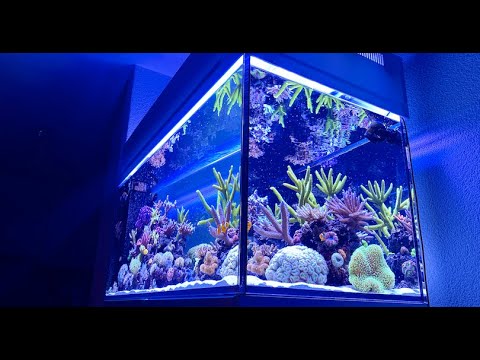 REEF TANK TOURS – super clean Red Sea Reefer Peninsula 500 #meerwasseraquarium #aquarium #reeftank