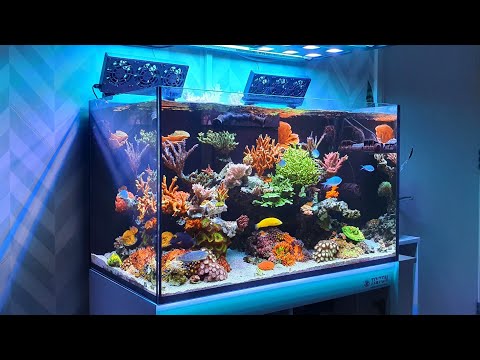 Reef Tank Update – New Corals – High Nutrients – Red Sea Reefer 250