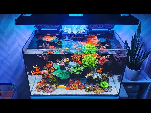 Reef Tank Update – Red Sea Reefer 250 – Saltwater Aquarium