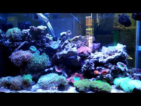 Reef Tank With Aqua Knight lighting marine system