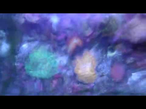 Reef under Kessil