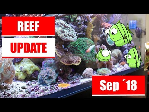 Reef Update September 2018 – Red Sea Reefer 525 XL