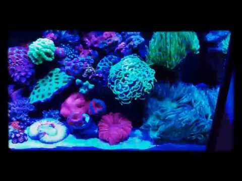 Reef with kessil and maxpect razor