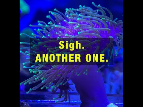 REEFGRRL’s Reef Hack: Filter Sock Mod for Innovative Marine Filter Socks! Yes. ANOTHER One. ?