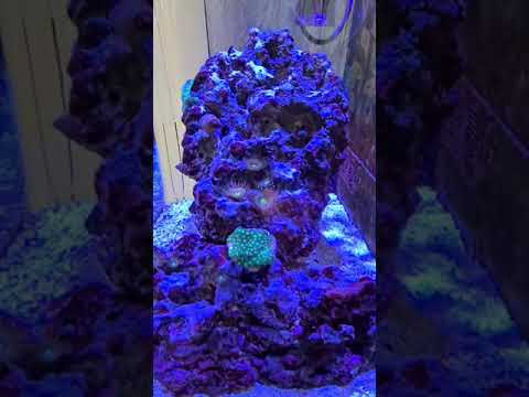 reefing 101 pwered by: kessil & tunze
