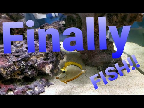 Reefing 37: Red Sea Reefer Peninsula 650 –  Finally Gets Fish!!